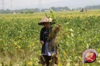 Sulteng targetkan produksi kedelai  capai 79.396 ton
