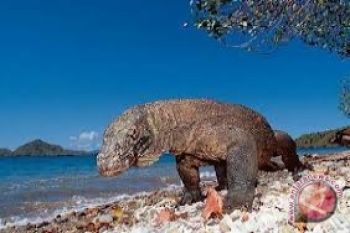Peluncuran 'Sail Komodo 2013' dilaksanakan 27 Maret