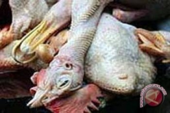 Puluhan ayam mati bukan karena flu burung
