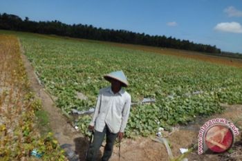 Petani melon raup keuntungan besar