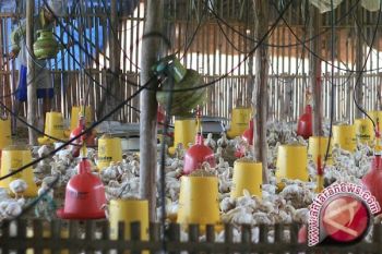 Masyarakat diimbau waspadai potensi penyebaran flu burung 