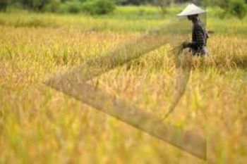 Banyumas Raih Penghargaan Bidang Pertanian