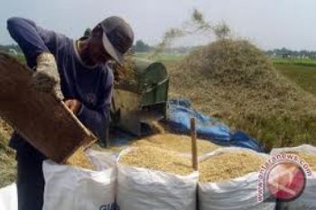 Produksi Gabah Kota Semarang Naik