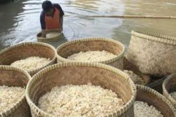 Pengrajin Tahu Tempe Desak Pemerintah Subsidi Kedelai