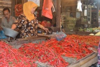 Harga Cabai Stabil