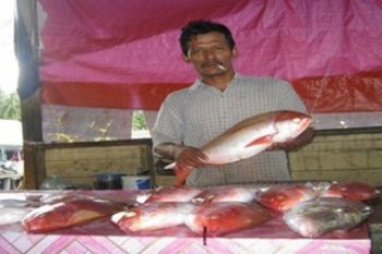 Stok Ikan Menurun/Foto Rosyita