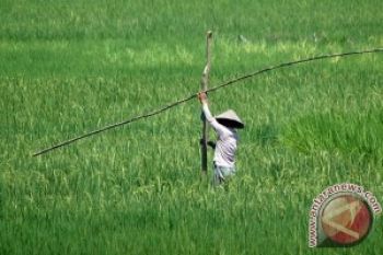 Ketahanan Pangan di Semarang Aman
