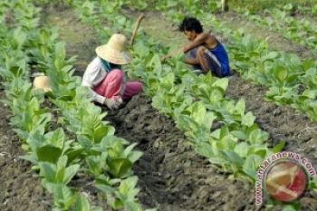 Pembelian Tembakau secara Selektif