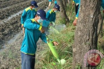 Petani Merapi Pasrah Hadapi Serangan Tikus
