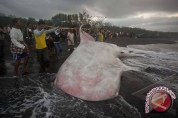 Pendapatan retribusi pascaterdamparnya hiu di Bantul pecahkan rekor 