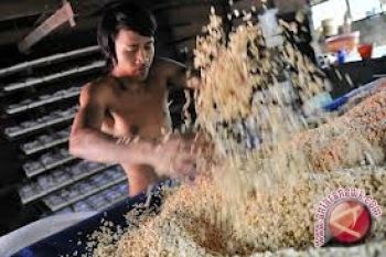 Petani Enggan Tanam Kedelai Karena Harga Rendah 