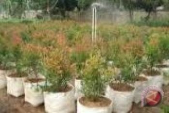Jasa Raharja Bantu Pot Bunga Untuk Pemkot 