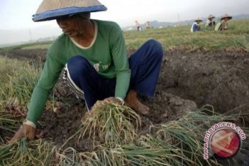 SDM Petani Bawang di Sulteng Perlu Ditingkatkan