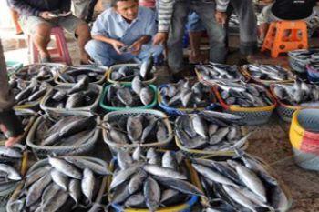 Harga Ikan Mamuju Naik Akibat Cuaca Buruk 