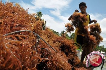 Produksi rumput laut ditargetkan 5,1 juta ton 