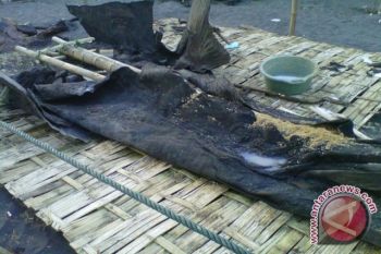 Pokdarwis lanjutkan proses pengawetan bangkai hiu terdampar 
