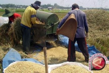Kulon Progo targetkan produksi padi 69,45 kuintal/hektare 