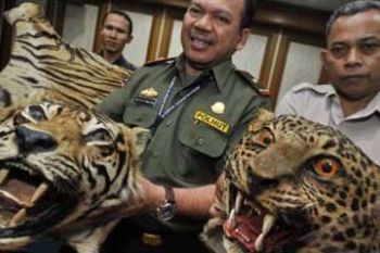 PERDAGANGAN KULIT HARIMAU