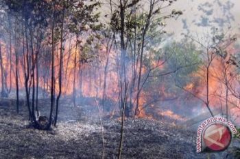 Hutan di Lahat ratusan ha terbakar