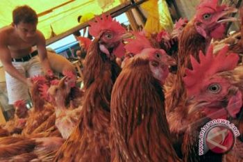Harga daging ayam potong turun 