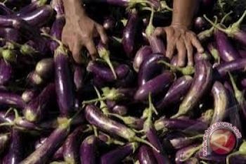 Harga sayuran di Lahat tinggi
