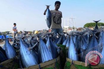 Menteri Perikanan: terjadi indikasi penurunan populasi tuna 
