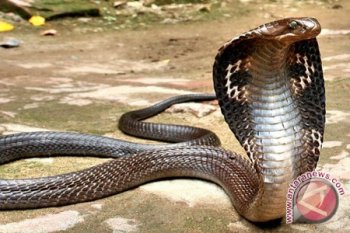 Ular King Kobra patuk pemuda Depok hingga tewas