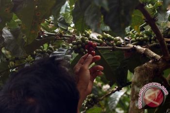 Ekspor kopi robusta Lampung turun