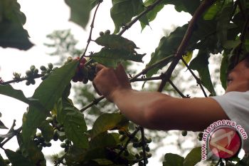Harga biji kopi di Lampung Utara turun