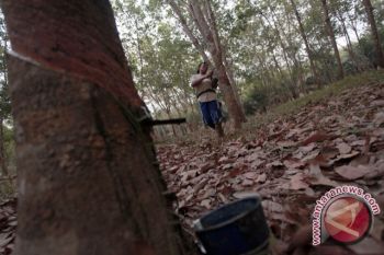 Petani karet 'galau' tergiur bersawah kembali 