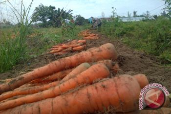 Harga Wortel Bertahan Tinggi