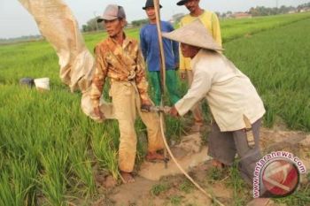BI fasilitasi pelatihan teknologi budidaya padi Mitra