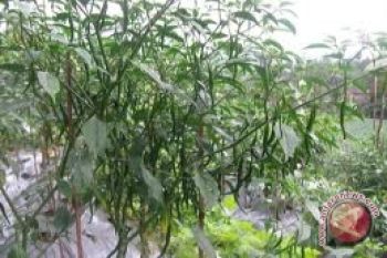 Tanaman cabai Kulon Progo terserang virus kuning