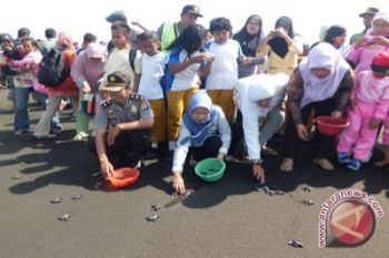 Pemkab upayakan perbaikan sarana konservasi penyu 
