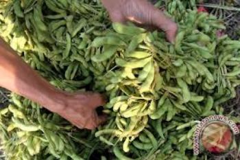 Dukung Swasembada Kedelai, Unsoed Dirikan P3BK