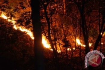 Hutan Lereng Gunung Petarangan Dieng Terbakar