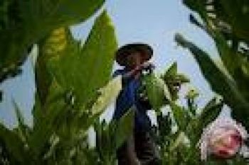 Harga Anjlok, Petani Tembakau Terancama Rugi