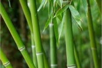 Bernilai Ekonomi, Budidaya Bambu Belum Jadi Pilihan
