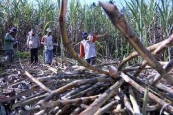 Petani Tebu Purbalingga Terima Bantuan Rp7 Miliar