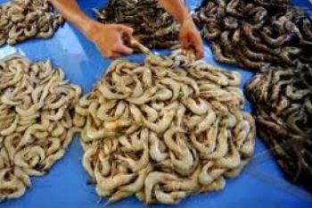 Ratusan Petambak Udang Pekalongan Terancam Bangkrut