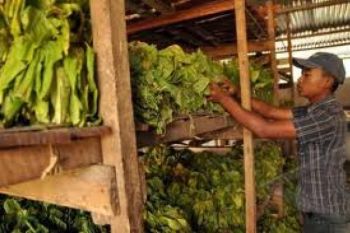 Harga Anjlok,  Permintaan Tembakau Luar Daerah Tinggi
