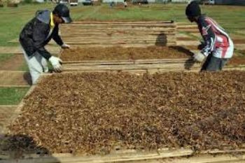 Pabrik Rokok Diminta Serap Tembakau Petani Lokal