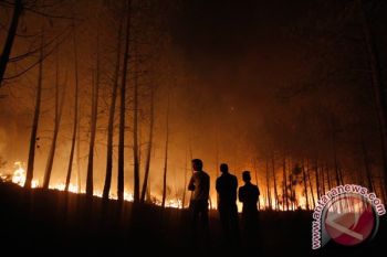 Kebakaran Hutan di Lereng Sindoro Dipadamkan