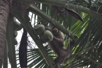 Petani Pahawang Keluhkan Harga Kelapa Rendah
