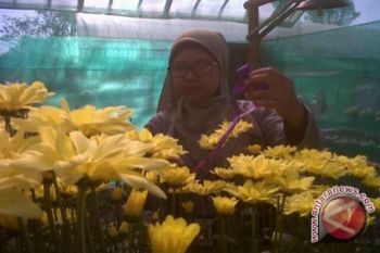 BPTP targetkan perluasan lahan krisan dua hektare