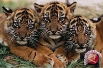 WWF Riau semarakkan peringatan Hari Harimau Dunia