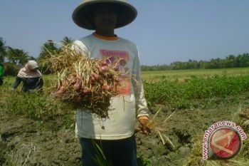 Puluhan hektare lahan bawang Bantul diserang ulat 
