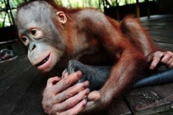 SERAHKAN ORANGUTAN PELIHARAAN