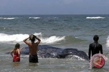 Paus terdampar berhasil dikembalikan ke laut