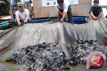 Indonesia butuh 10.000 pengolahan ikan berbasis desa